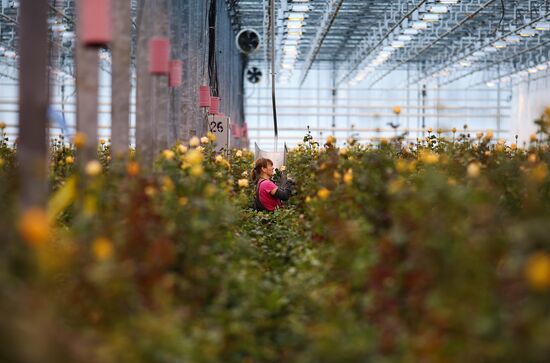 Russia Flower Growing