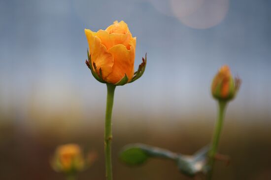 Russia Flower Growing