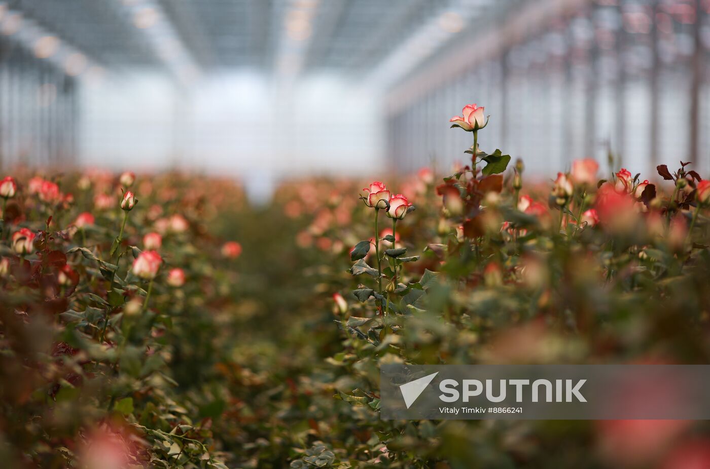 Russia Flower Growing