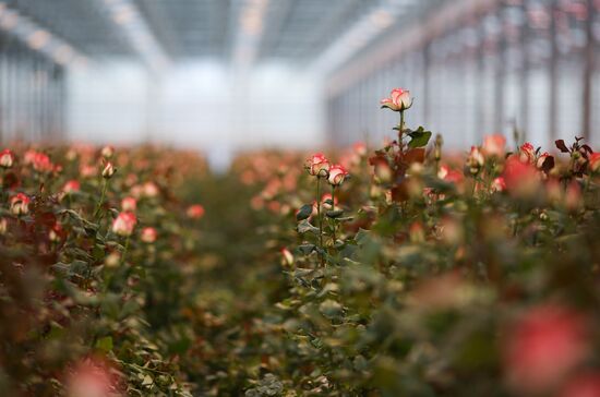 Russia Flower Growing
