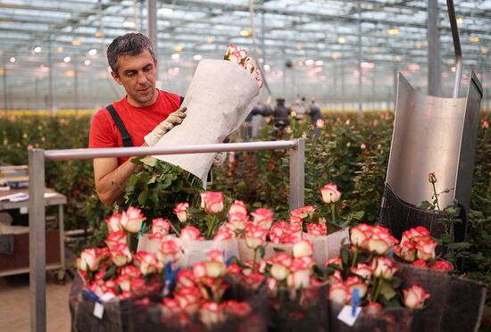Russia Flower Growing