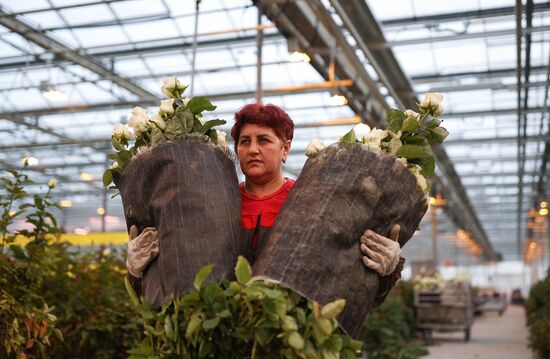 Russia Flower Growing
