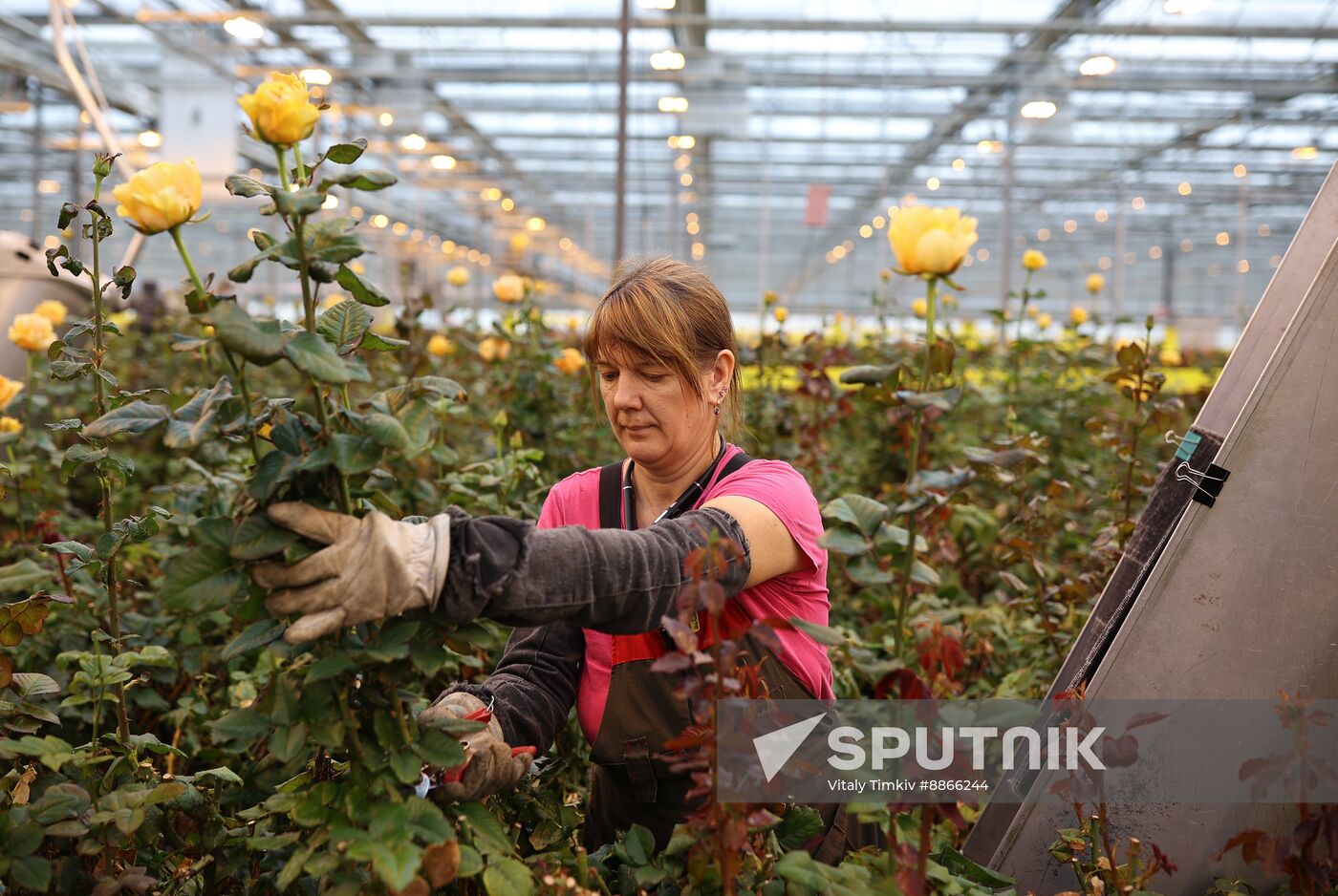 Russia Flower Growing