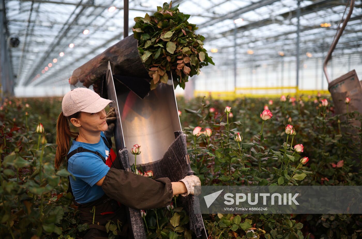 Russia Flower Growing