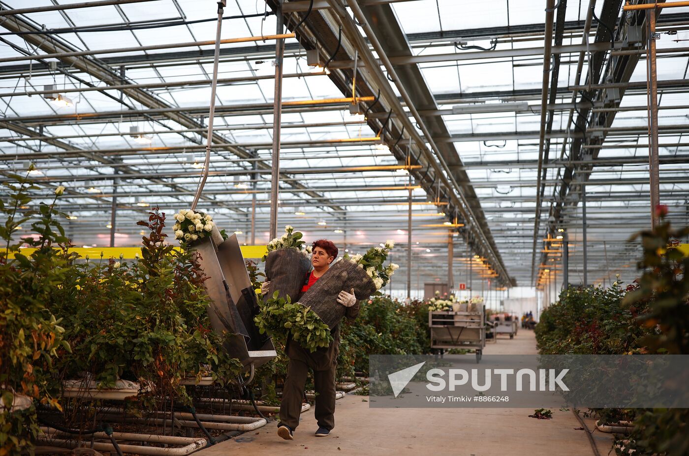 Russia Flower Growing
