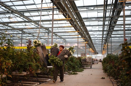 Russia Flower Growing