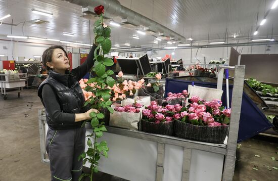 Russia Flower Growing