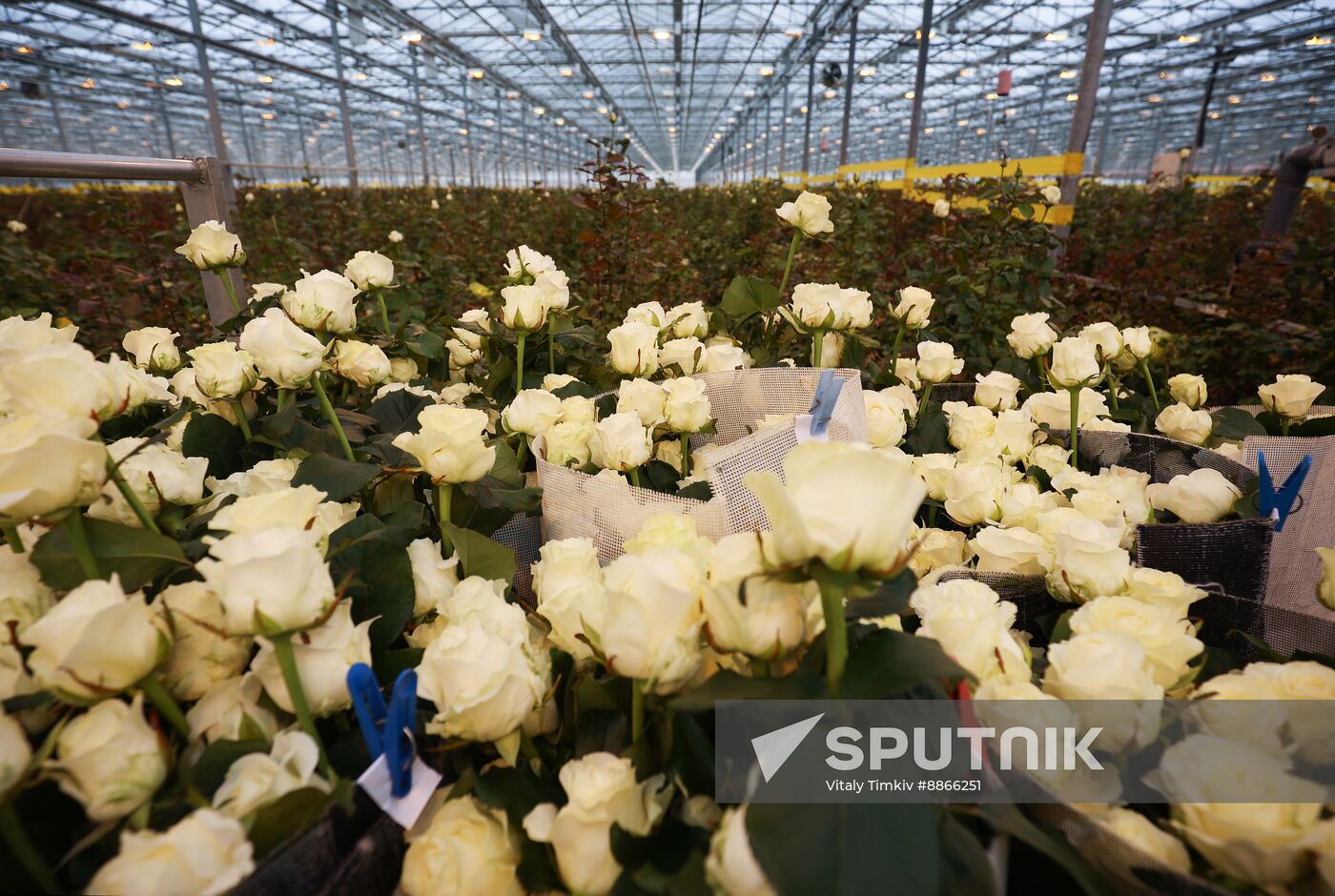 Russia Flower Growing