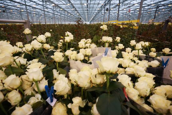 Russia Flower Growing
