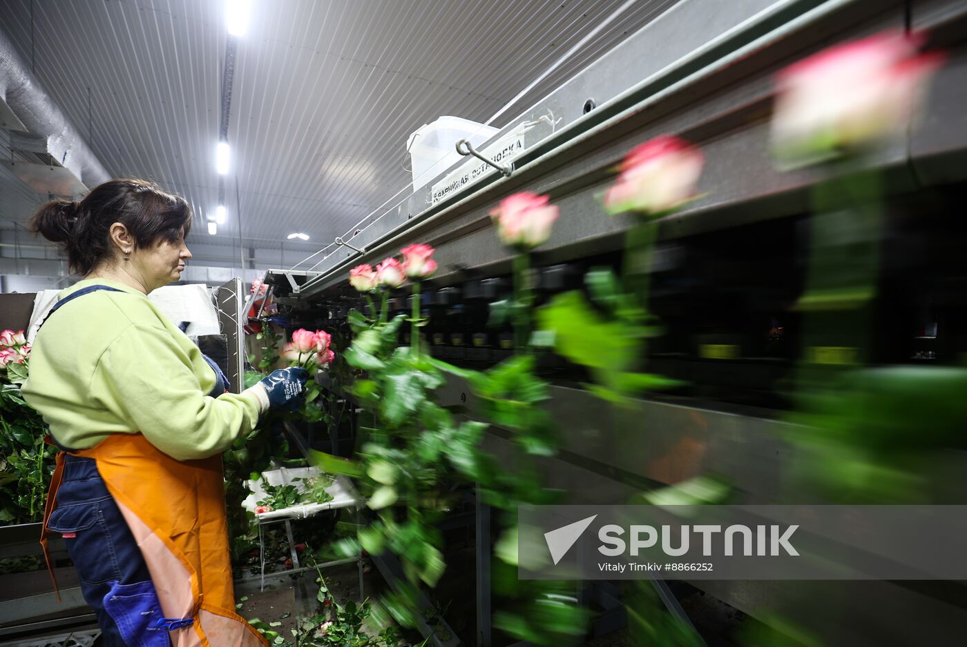 Russia Flower Growing