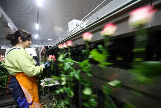Russia Flower Growing