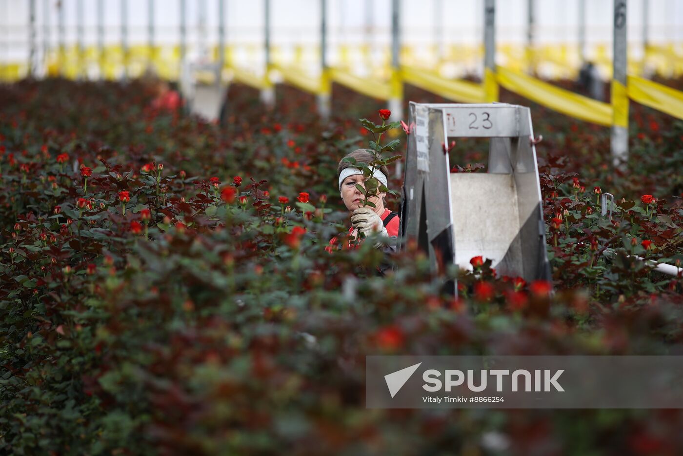 Russia Flower Growing