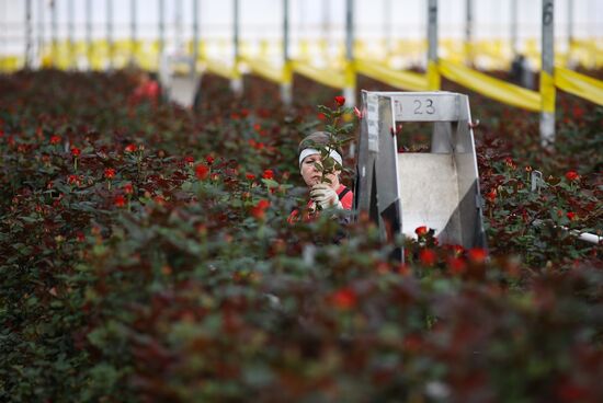 Russia Flower Growing