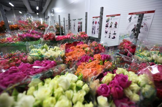 Russia Flower Growing