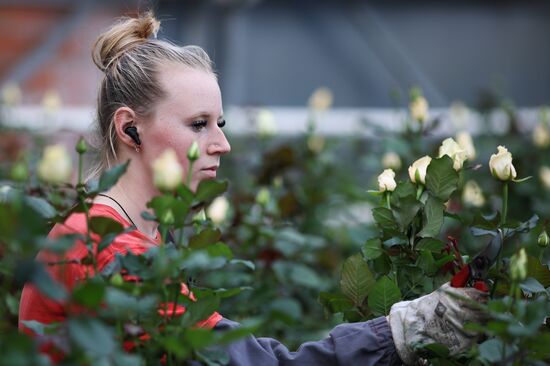 Russia Flower Growing