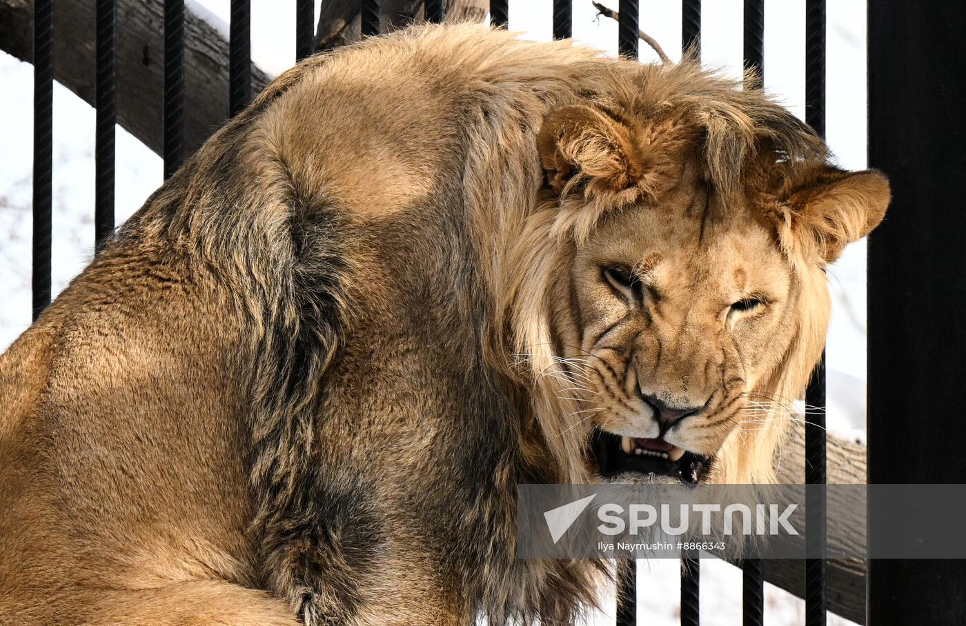 Russia Zoo