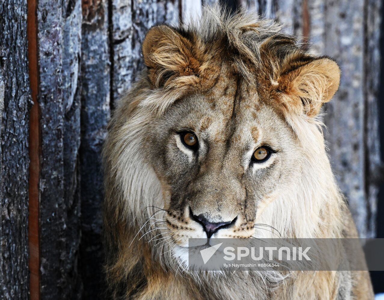 Russia Zoo