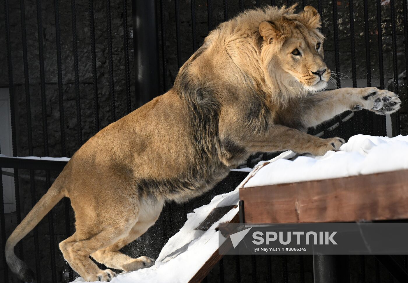 Russia Zoo