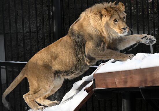 Russia Zoo