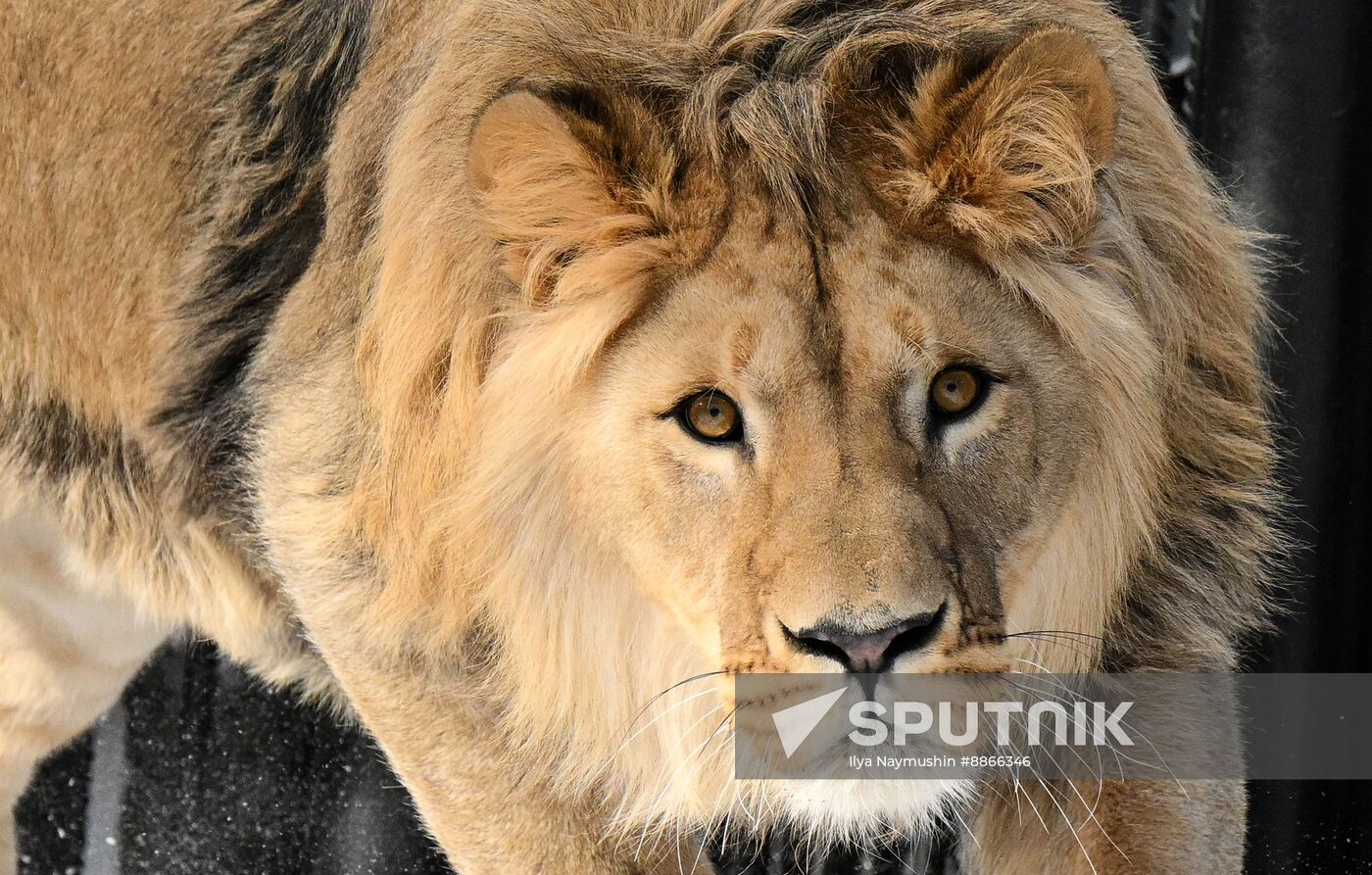 Russia Zoo
