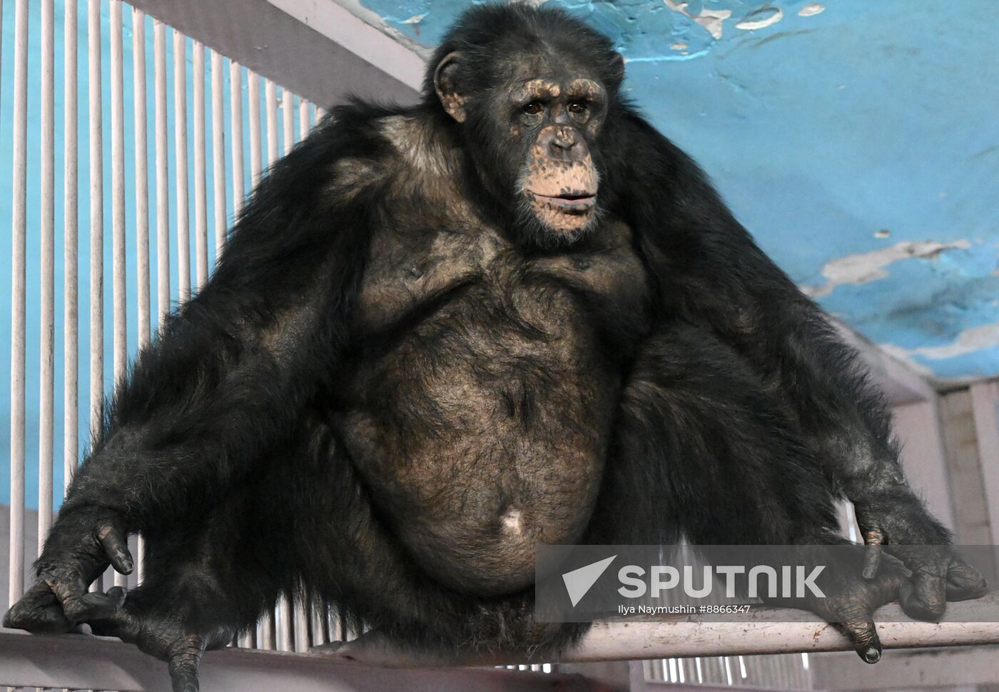 Russia Zoo