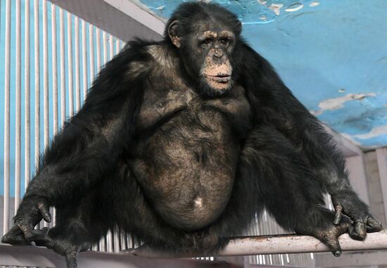 Russia Zoo