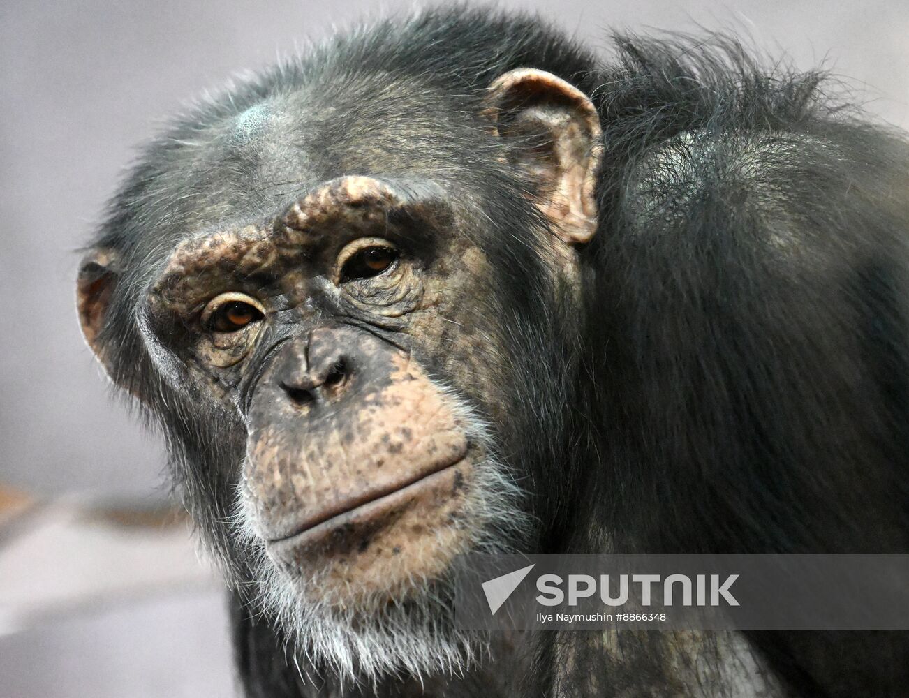 Russia Zoo