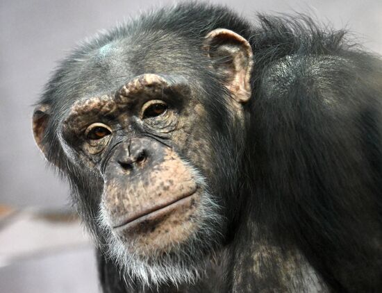 Russia Zoo