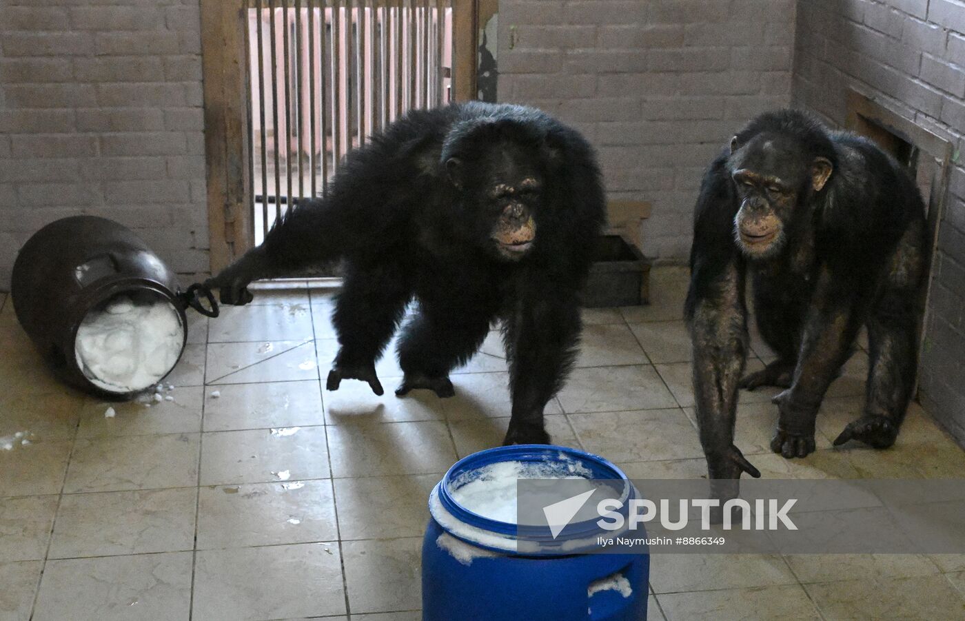 Russia Zoo