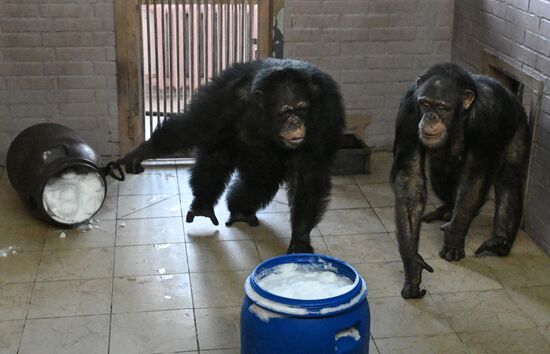Russia Zoo