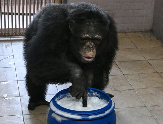 Russia Zoo