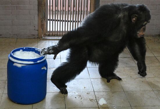 Russia Zoo
