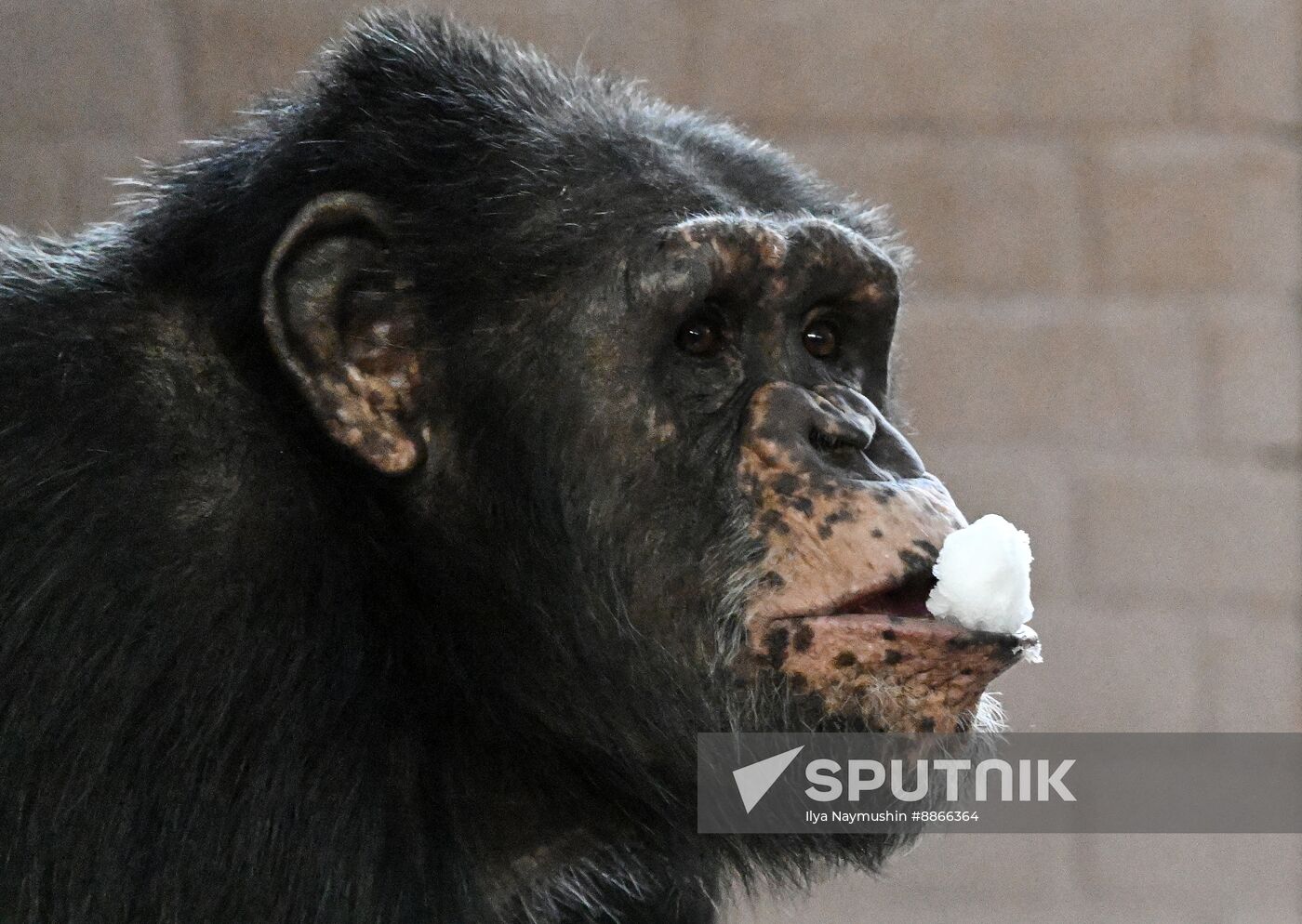 Russia Zoo