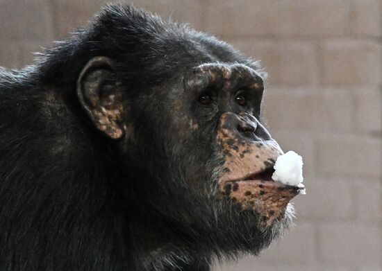 Russia Zoo