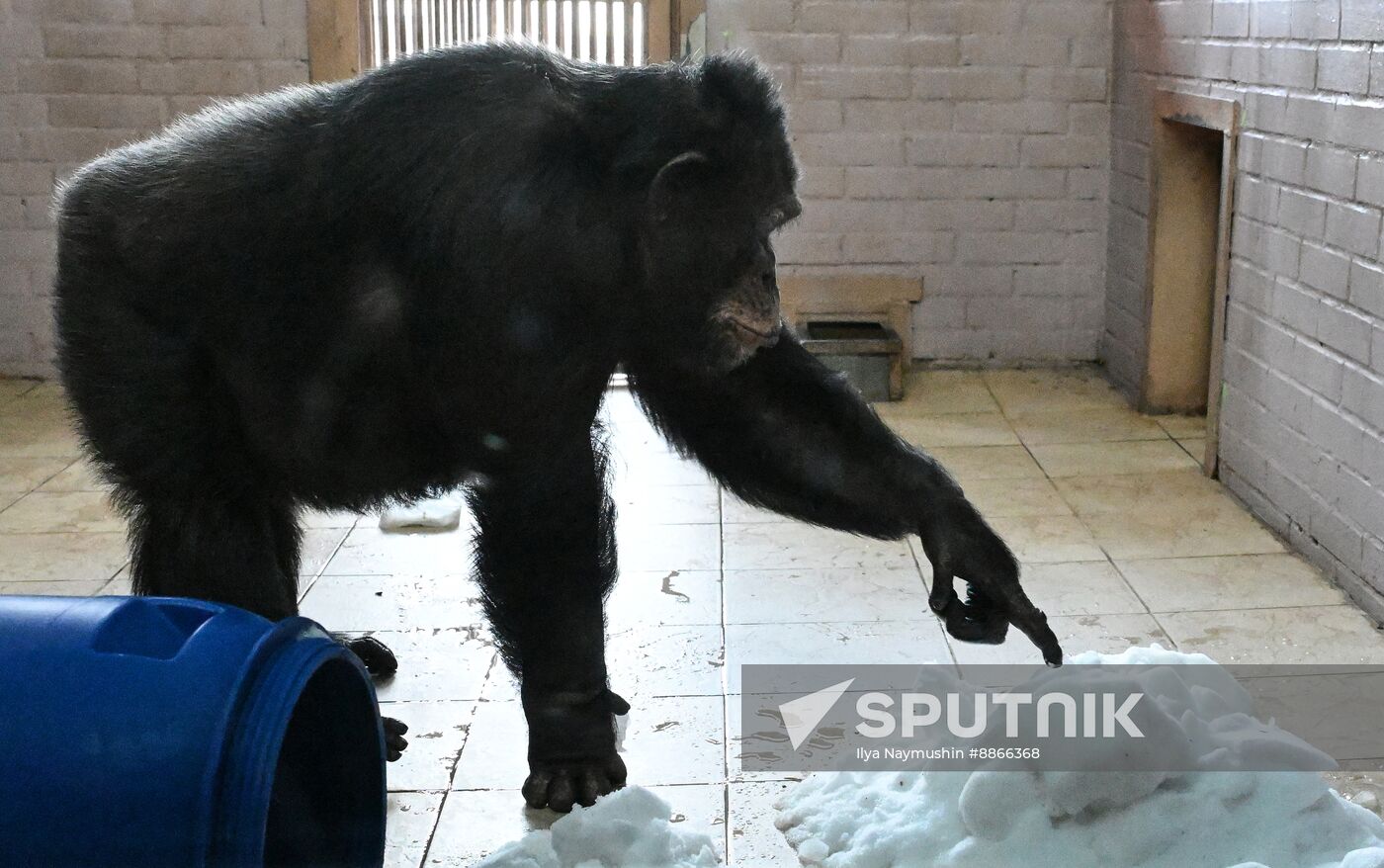 Russia Zoo