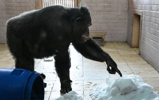 Russia Zoo