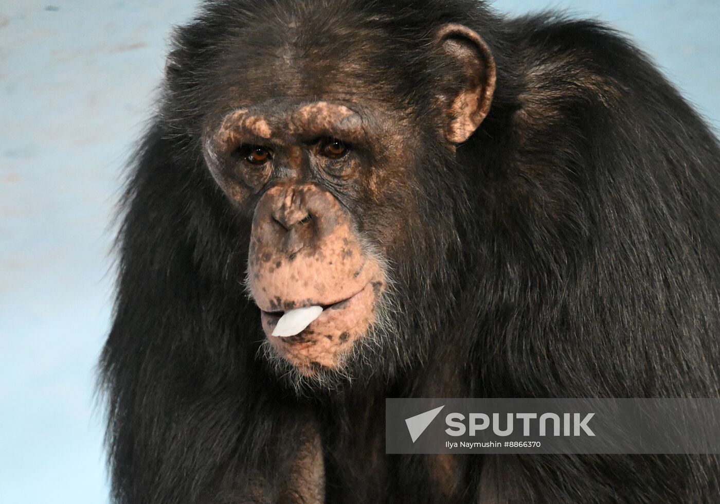Russia Zoo
