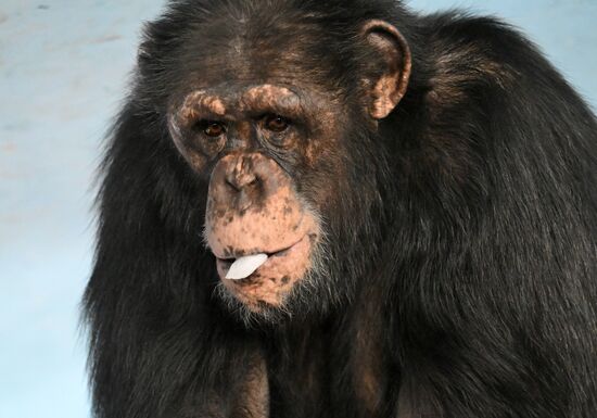 Russia Zoo