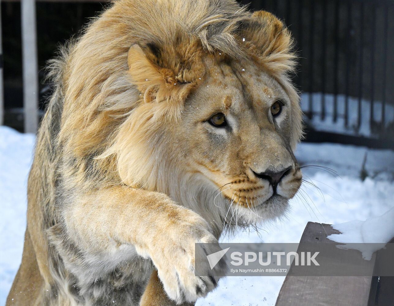Russia Zoo