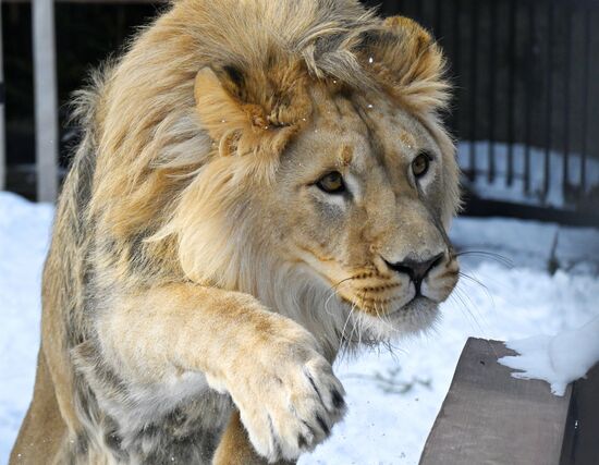 Russia Zoo