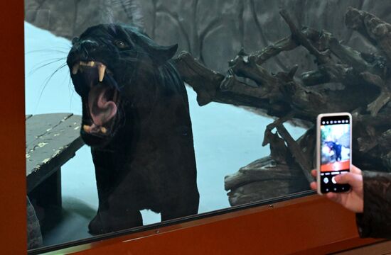 Russia Zoo