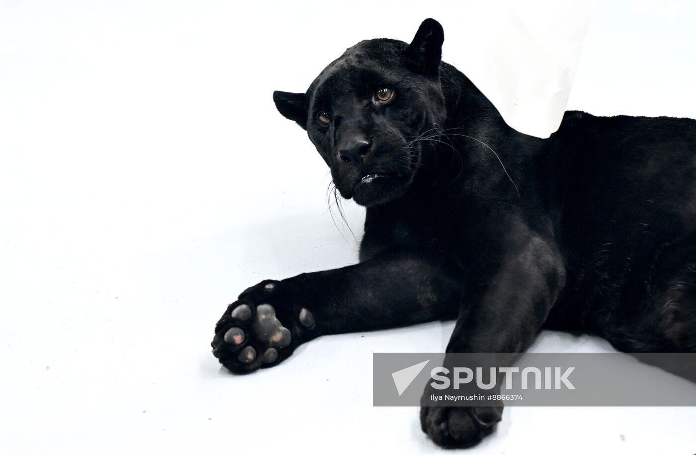 Russia Zoo