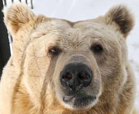 Russia Zoo