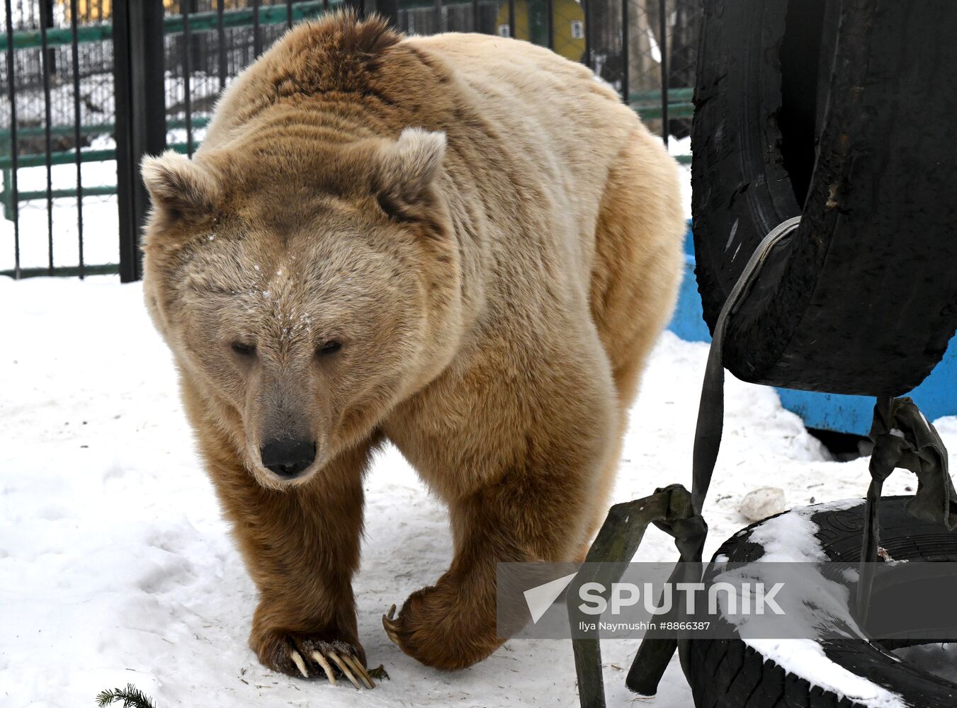 Russia Zoo