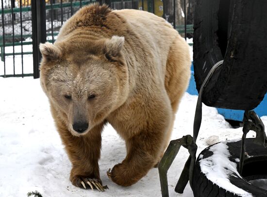 Russia Zoo