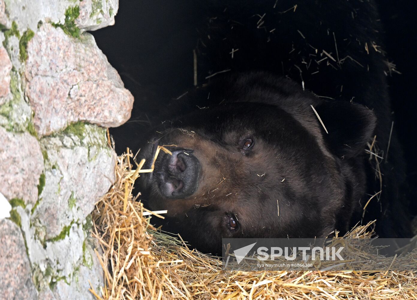 Russia Zoo
