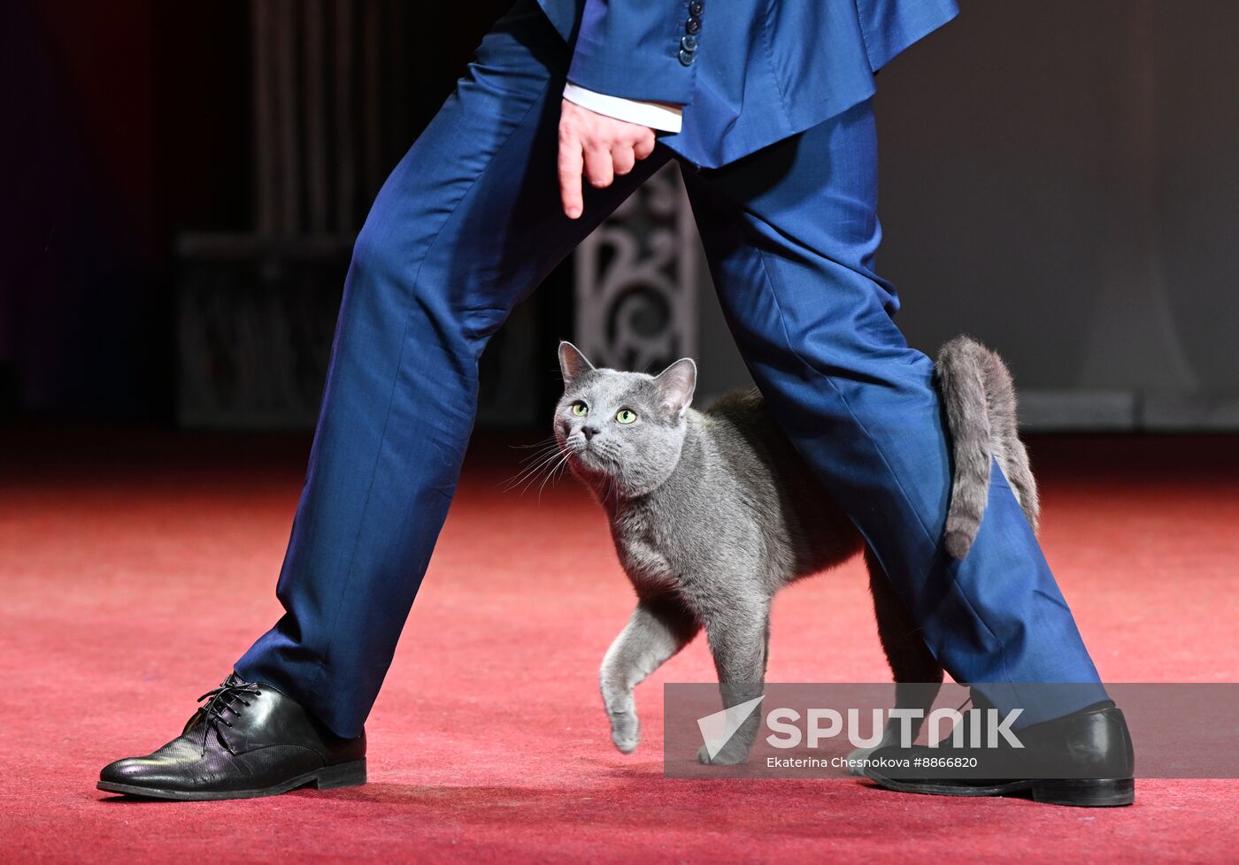 Russia Kuklachev Cats Theatre