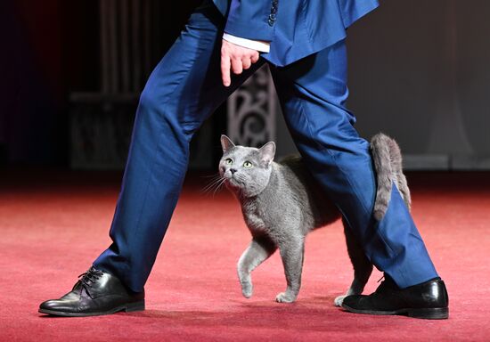 Russia Kuklachev Cats Theatre