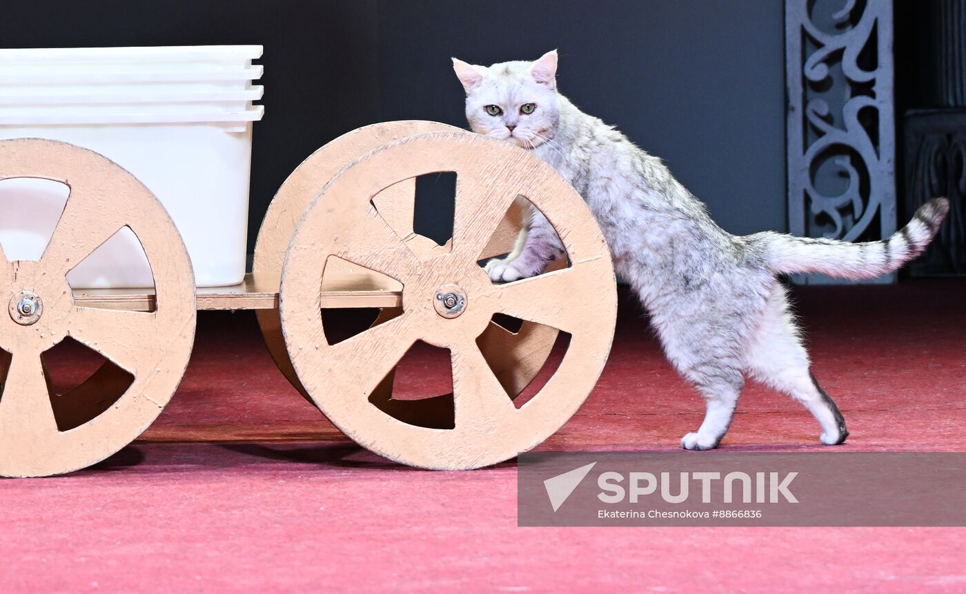 Russia Kuklachev Cats Theatre