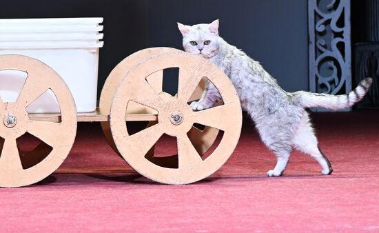 Russia Kuklachev Cats Theatre